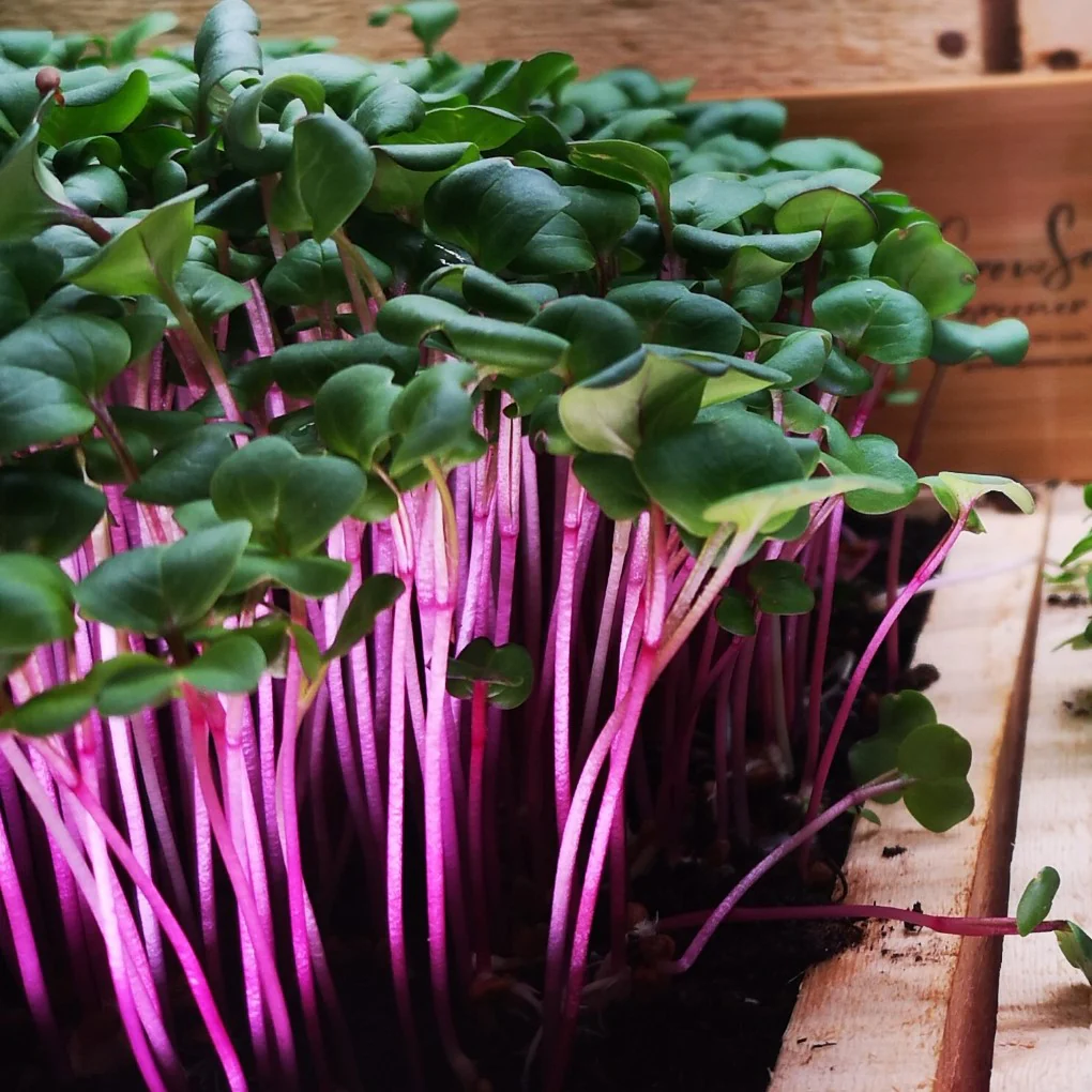 Microgreens de Colirrábano Morado