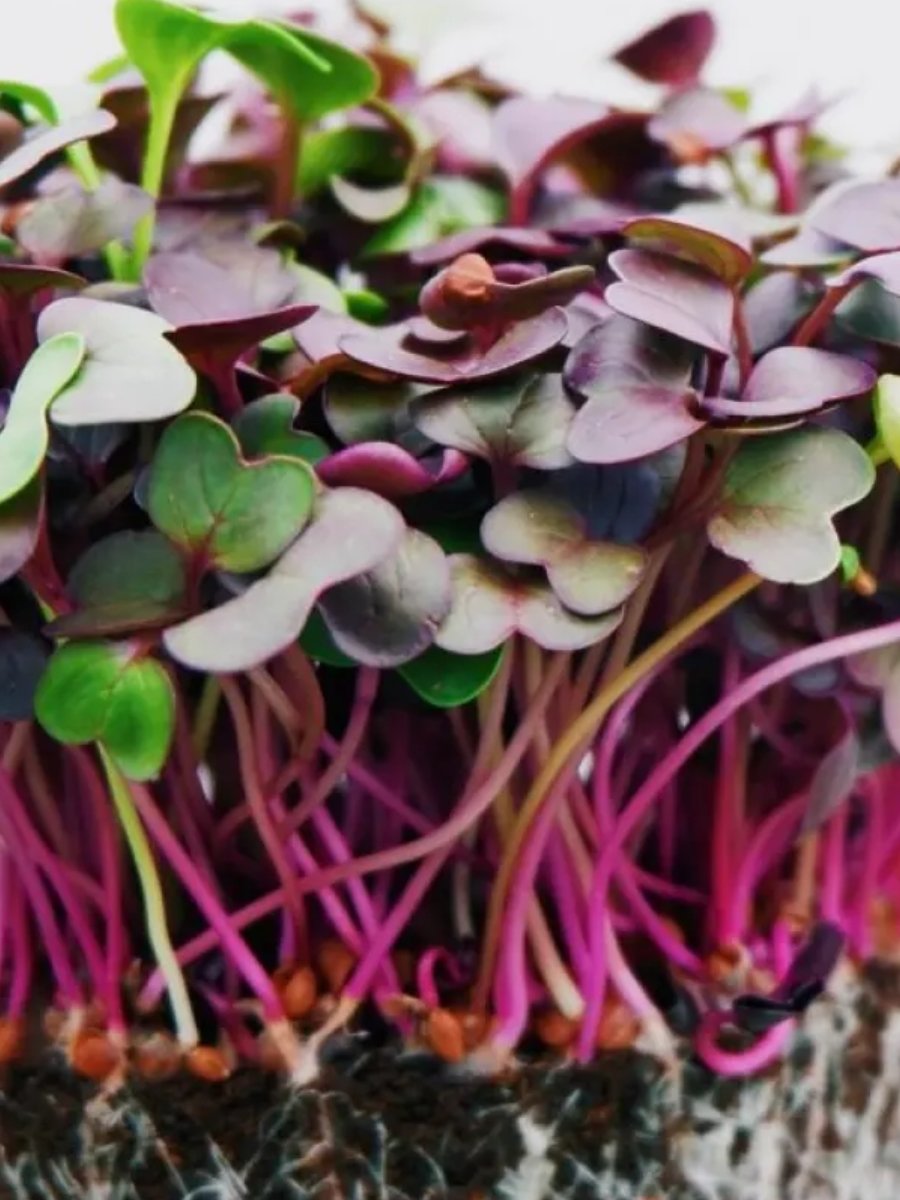 Microgreens