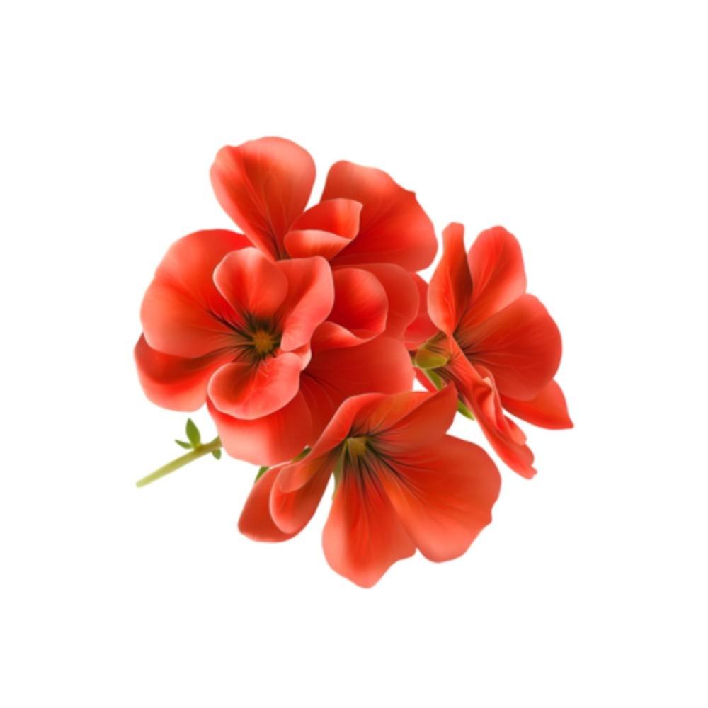 Capuchina Naranja